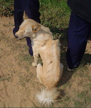 Chó xoáy Cambodian